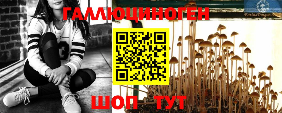 Галлюциногенные грибы Psilocybine cubensis  Вход с VPN  Верхняя Салда 